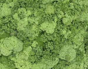草皮树林-ID:673304087