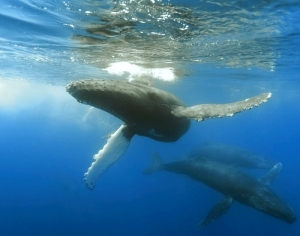 ModernChildren's Drawing