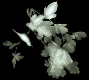 ModernBump Black And White