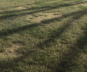 Modern The Grass-ID:436989079