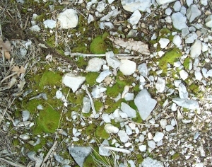 ModernGravel Ground