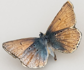 Modern Other Animals-ID:838588007