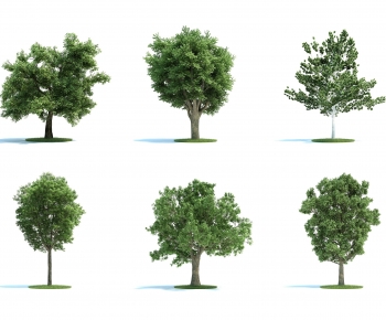 Modern Tree-ID:227350959