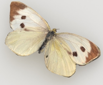 Modern Other Animals-ID:264312037