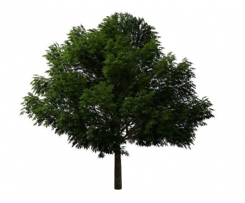 Modern Tree-ID:502707961