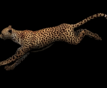 Modern Mammal-ID:571890126