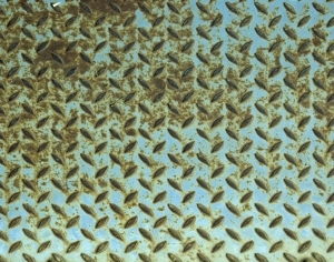 ModernMetal Plate