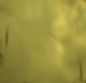 ModernGold Foil And Silver Foil