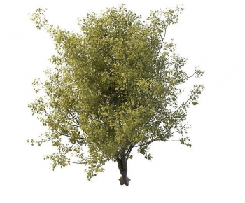 Modern Tree-ID:879887102