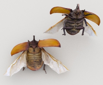 Modern Other Animals-ID:317662954