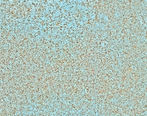 ModernTerrazzo