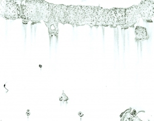 ModernBump Black And White