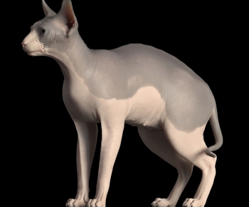 Modern Animal Cat-ID:391091117