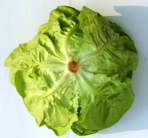 食物蔬菜-ID:375175004