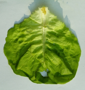 食物蔬菜-ID:717602012