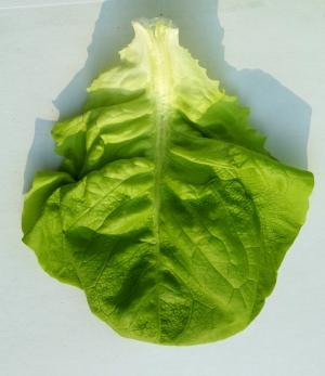 食物蔬菜-ID:546040538