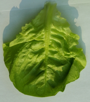 食物蔬菜-ID:908476114