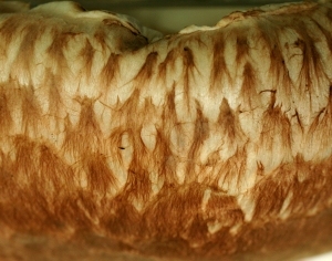 ModernFood