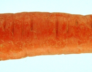 ModernFood