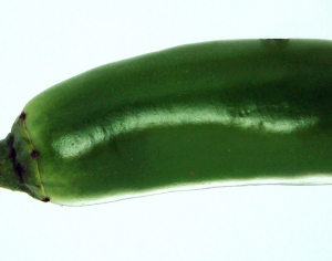 食物蔬菜-ID:997503042