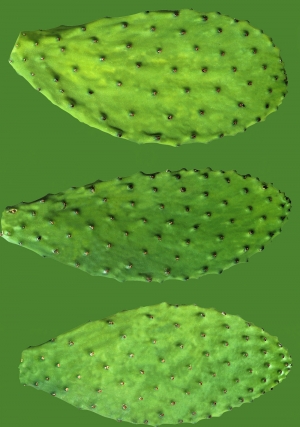 植物树叶-ID:372400371