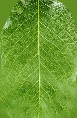 ModernPlant Leaves