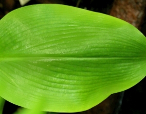 ModernPlant Leaves