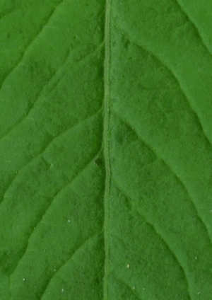ModernPlant Leaves