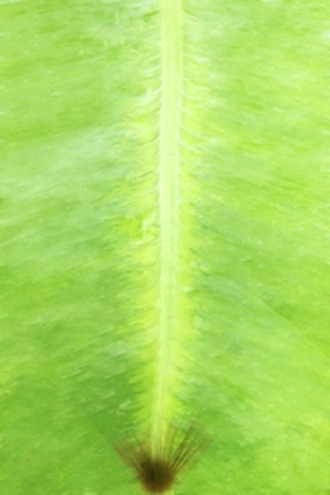 ModernPlant Leaves