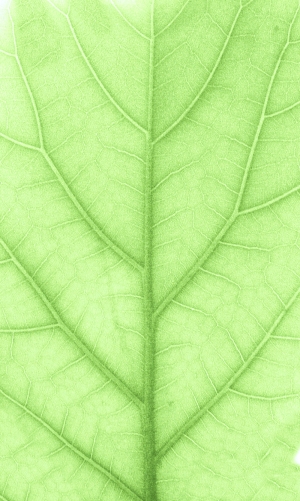 植物树叶-ID:184308057