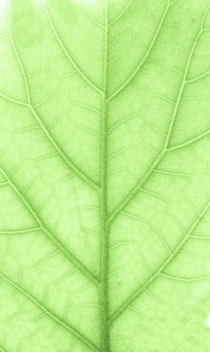 ModernPlant Leaves