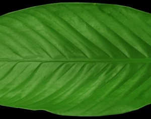 ModernPlant Leaves
