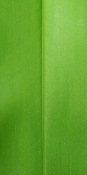 ModernPlant Leaves