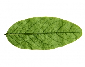 ModernPlant Leaves