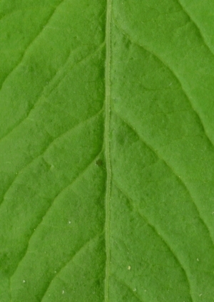 ModernPlant Leaves