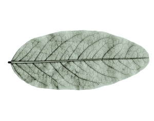 植物树叶-ID:610439884