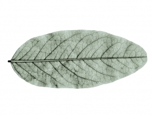 ModernPlant Leaves
