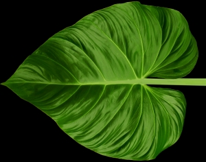 植物树叶-ID:897840024