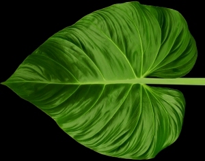 ModernPlant Leaves