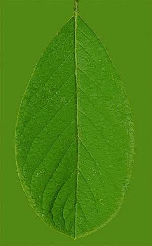 ModernPlant Leaves
