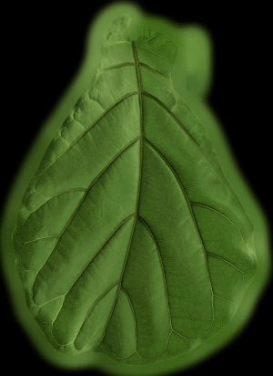 植物树叶-ID:663593059