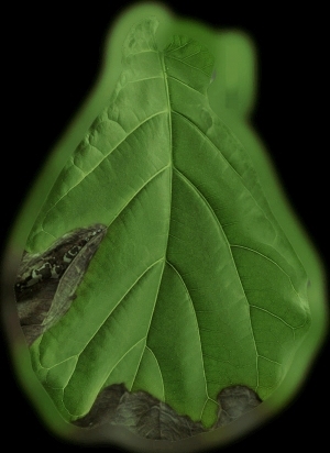 ModernPlant Leaves