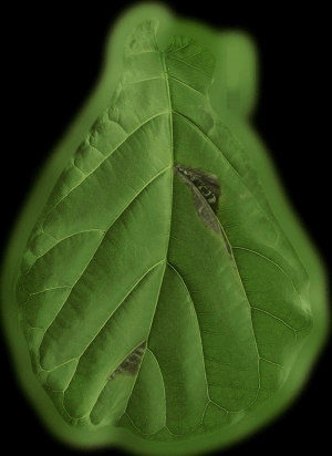 ModernPlant Leaves