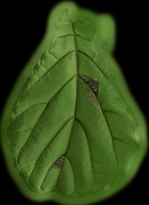 植物树叶-ID:556631093