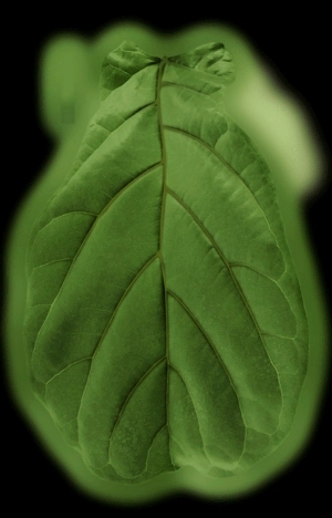 ModernPlant Leaves