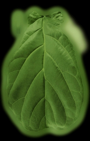 ModernPlant Leaves