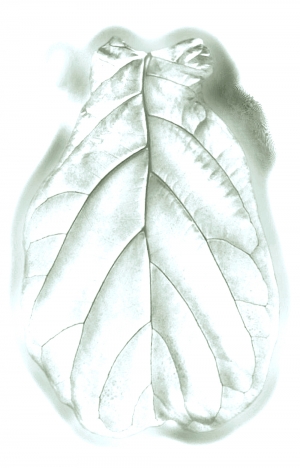 植物树叶-ID:901734118