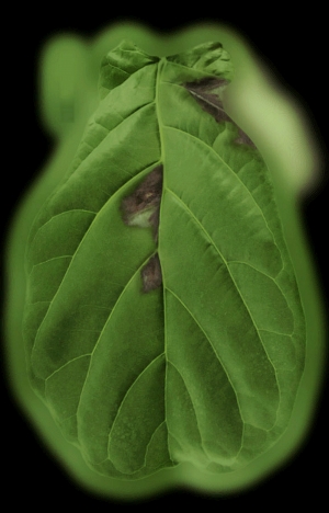 植物树叶-ID:452609062