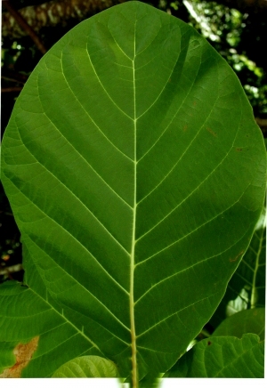 ModernPlant Leaves