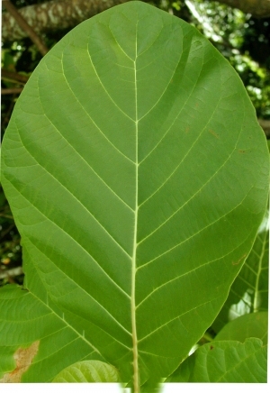 ModernPlant Leaves